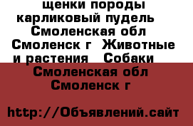 щенки породы карликовый пудель. - Смоленская обл., Смоленск г. Животные и растения » Собаки   . Смоленская обл.,Смоленск г.